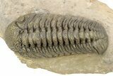 Bumpy Phacopid (Morocops) Trilobite - Beautiful Shell Color #273418-2